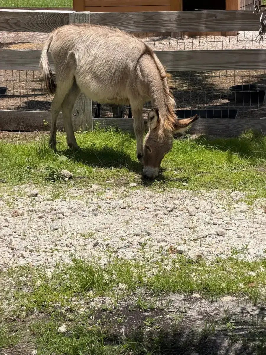 A donkey grazing beside the fence
