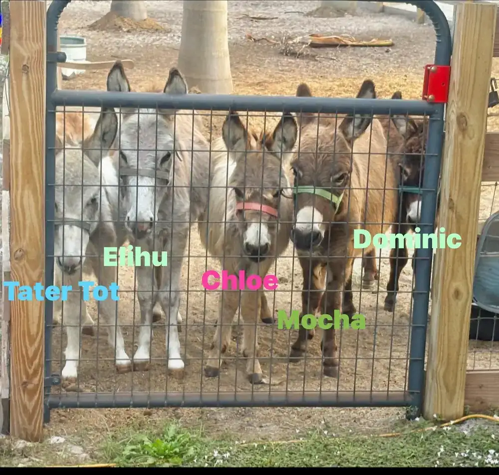 Five miniature donkeys lined up at the gate