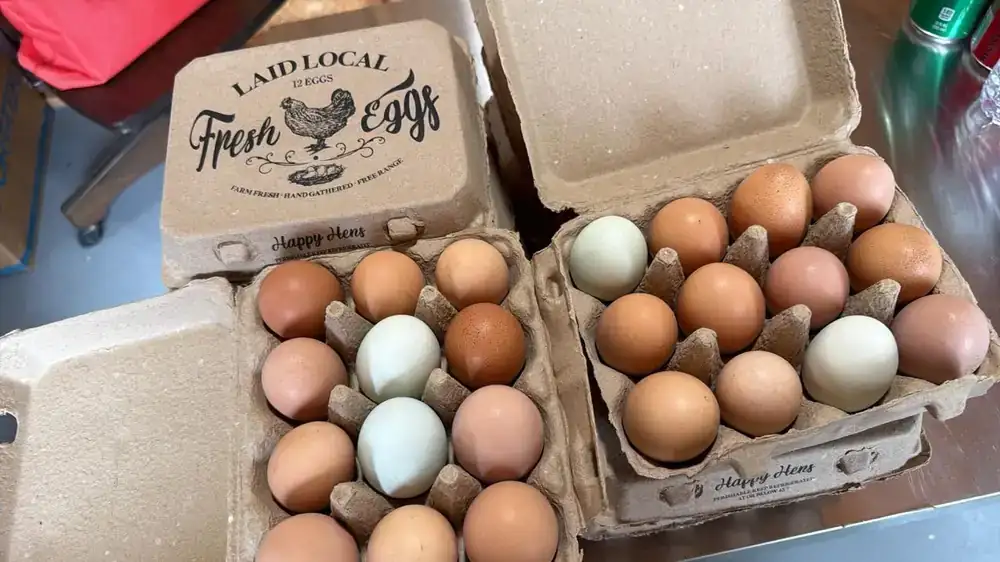 Cartons of brown, white and blue-green farm eggs