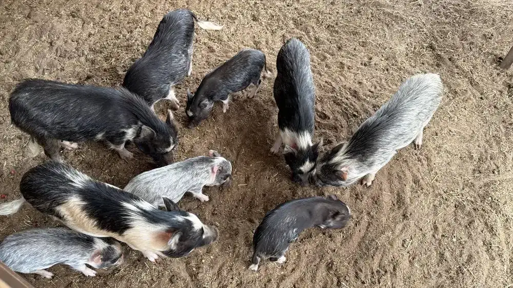 Piglets rooting in the dirt