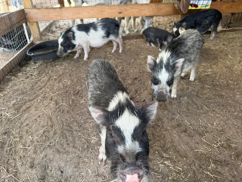 Spotted pot-bellied pigs in their pen