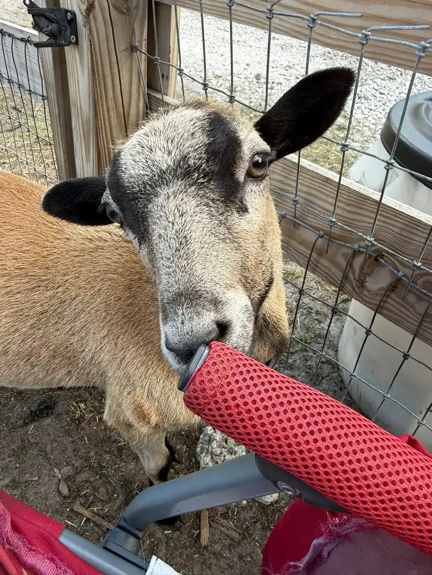 A tan and black sheep looking over the fence