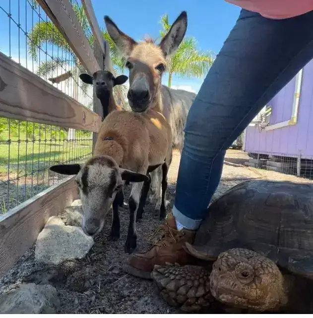 A large tortoise beside donkeys and goats