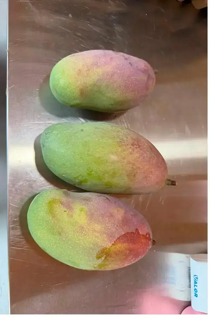 Ripening mangos on a counter